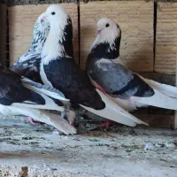 چند‌تا‌کفتر‌خوب‌همه‌شازده‌وپشدار