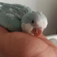 جوجه راهب بلو اسکای و ابی نرمال