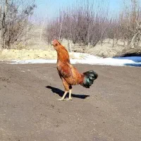 خروس لاری ریش دار اصل معاوضه هم دارم