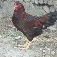 مرغ دورگه لاری ۱۸ماهه