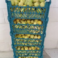 انجیر|خوردنی و آشامیدنی|بجنورد, |دیوار