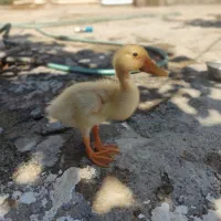 جوجه اردک