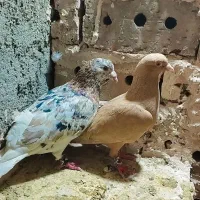 کبوتر