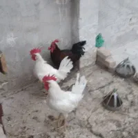 خروس