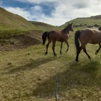 اسب مادیان باکره۱۱ماهه