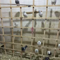 کفتر رنگی کاشونی