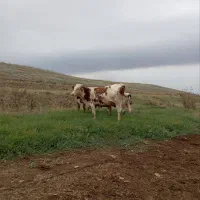 گوساله