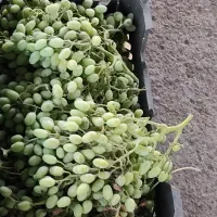 غوره|خوردنی و آشامیدنی|آذرشهر, |دیوار