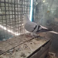 قیمت ۶۰۰