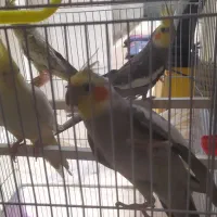دو جفت عروس هلندی بشرط