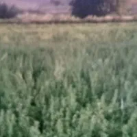 یونجه|لوازم جانبی حیوانات|سرپل ذهاب, |دیوار