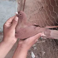 ماده گلی