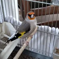 سره