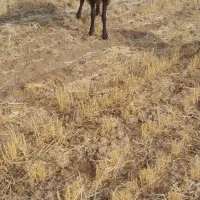 کاه گندم