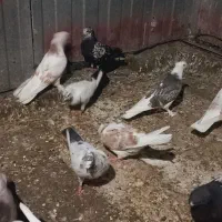 کفتر سرور و هما و کله دم سبز کاکلی کلکسیونی