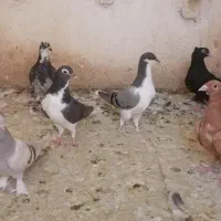 6تا جوجه 700