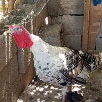 بوقلمون