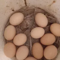 تخم‌ آمروک