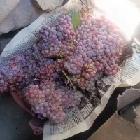 انگور یاقوتی شیرین