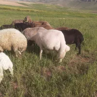 قوچ|حیوانات مزرعه|حمیل, |دیوار