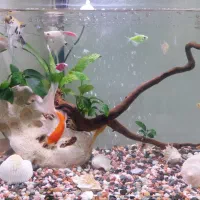 آکواریوم شیشه خم