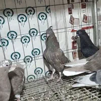 کبوتر جوجه دم سفید