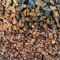 کشمش کاشمری پاک 155 و خرما ضایعات|خوردنی و آشامیدنی|مشهد, عامل|دیوار