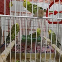مرغ عشق زیبا ۴عدد باقفس جوجه پران به شرط