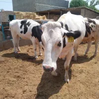 3راس تلیسه آبستن1راس گاو