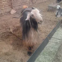 ۲۵۰۰۰۰۰۰ میلیون