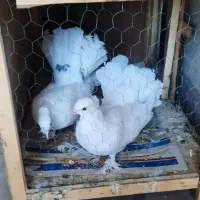 کبوتر دم چتری