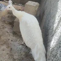 طاووس سفید