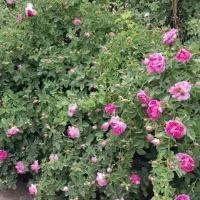 گل محمدی