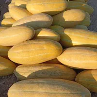 خربزه شیرین و آبدار رضاآباد