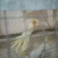 عروس هلندی جوجه سرلاکی و دونخور