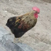 خروس