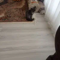 گربه پرشین فلت نر