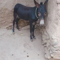 دوعدد الاغ