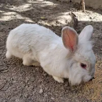خرگوش لپی چشم شرابی