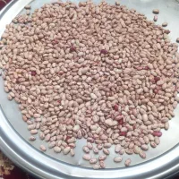 فروش لوبیا چیتی