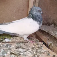 سینه سبز اصیل نر