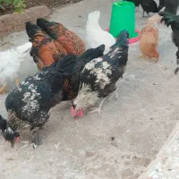 چنتا جوجه خروس محلی برا کشتن یا نگهداری