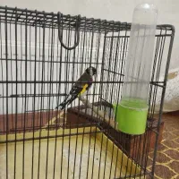 سهره نر جفتی نقابدار