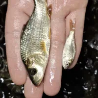 آموزش و راهنمای جهت خرید بچه ماهی کپور