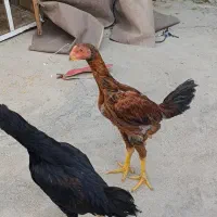 اصل لاری