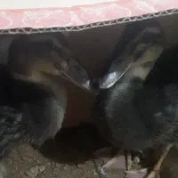 جوجه اردک گردن س