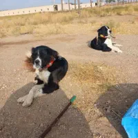 سگ یجفت نر لاس گله ای