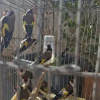 انواع پرنده سهره|پرنده|خمینیشهر, |دیوار