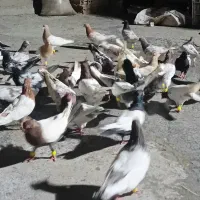 کفتر یا کبوتر سینه.گله