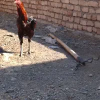 مرغو خروس لاری